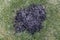 A close-up of a piece of land in the black color of fertile black earth in the form of a circle, and around the green lawn grass