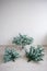 Close-up of pieces of artificial Christmas tree against a white wall. The process of mounting and decorating a tree for