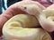Close up of pied Albino ball python snake being held