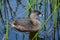 Close up of a Pied Billed Grebe Posing in the Reeds