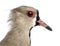 Close-up of a Pied Plover, Vanellus cayanus