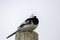 Close up of a Pied Wagtail & x28;Motacilla alba& x29; perched on a post