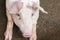 Close up pig lay down on the floor in hovel farm