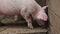 Close - up of the pig\'s face. Group of pigs in the enclosure of different breeds and colors. Pigs on the farm.