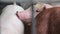 Close - up of the pig`s face. Group of pigs in the enclosure of different breeds and colors. Pigs on the farm.