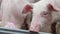 Close - up of the pig`s face. Group of pigs in the enclosure of different breeds and colors. Pigs on the farm.