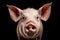 Close-up of a Pig\\\'s Face on Transparent Background, Generative Ai