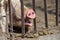 Close up of pig snout pull out through the iron fence of his cage. Piglet asleep is yawning. Work on the farm, caring for