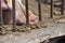 Close up of pig snout pull out through the iron fence of his cage. Work on the farm, caring for the animals by farmers