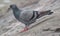 Close up pigeon