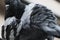 Close up of a pigeon cleaning his textured feathers on the wing