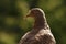 Close-up of the pigeon on the railing of our balcony