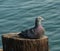 Close up of a pigeon resting on a wood piling.