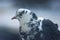 Close-up of a pigeon\\\'s head with white-and-gray feathers