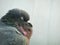 Close up of Pigeon sleeping meditation concept photo with space front head and beak face photo
