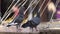 Close-up pigeons drinking water in fountain