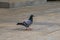 Close-up of pigeons playing on the square
