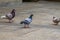 Close-up of pigeons playing on the square