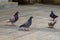 Close-up of pigeons playing on the square