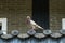 Close-up of pigeons playing on the square