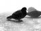 Close up of pigeons on street in winter season. Black and white photo of flock of birds walking on ground in search for food in