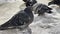 Close up of pigeons on street in winter season. Flock of birds walking on ground in search for food in wintertime