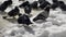 Close up of pigeons on street in winter season. Flock of birds walking on ground in search for food in wintertime