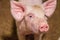 Close-up of piggy faces. Pig farm organic livestock rural