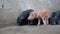 Close up piglets in farm.