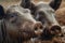 close-up of pigs snout covered in mud