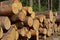 A close-up on a pile of cut down tree trunks, stack of logs, timber harvesting in the forest