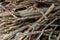 Close up pile of dry wooden twigs in random order