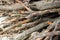 Close up pile of dry wooden twigs in random order