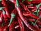Close up pile of fresh red chilies ready to be processed