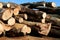 Close-up of a pile of hardwood logs with blue sky