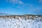 Close-up of a pile of harvested sugar beets on an agricultural field covered with snow in winter. Organic farming