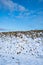 Close-up of a pile of harvested sugar beets on an agricultural field covered with snow in winter. Organic farming for industrial