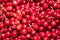 Close up of pile of organic cherries freshly harvested in a South San Francisco Bay Area orchard, California