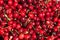 Close up of pile of ripe cherries