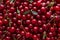 Close up of pile of ripe cherries with stalks and leaves.