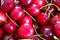 Close up of pile of ripe cherries with stalks and leaves. Large collection of fresh red cherries