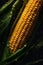 Close up of pile of ripe corn cob with leaves. Corn on the cob.