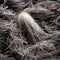 a close up of a pile of white hair