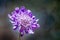 Close up of Pincushion Flower Scabiosa columbaria on a dark background