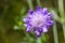 Close up of Pincushion Flower Scabiosa columbaria on a dark background