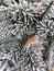 Close up of a Pine Branch covered with Snow in Pine Forest during Wintertime in Transylvania.