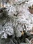 Close up of a Pine Branch covered with Snow in Pine Forest during Wintertime in Transylvania.