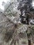 Close up of a Pine Branch covered with Snow in Pine Forest during Wintertime in Transylvania.