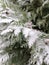 Close up of a Pine Branch covered with Snow in Pine Forest during Wintertime in Transylvania.