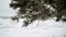 Close-up of pine branch in the winter season. Evergreen spruce.